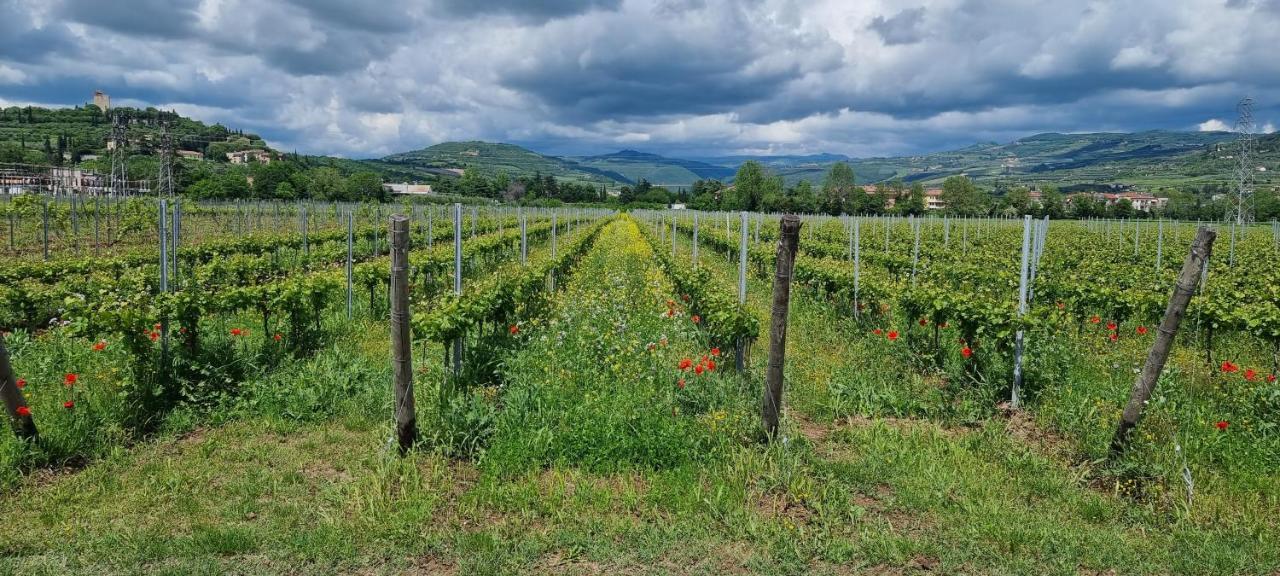 Agriturismo Alle Albare Montorio Veronese Exteriér fotografie